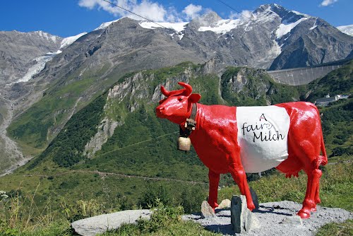 austria_cow