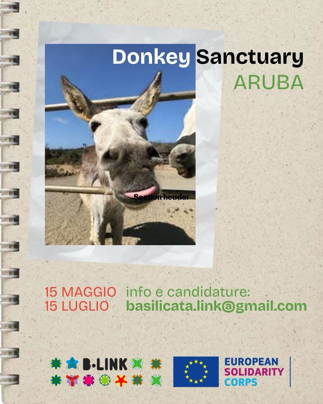 donkey