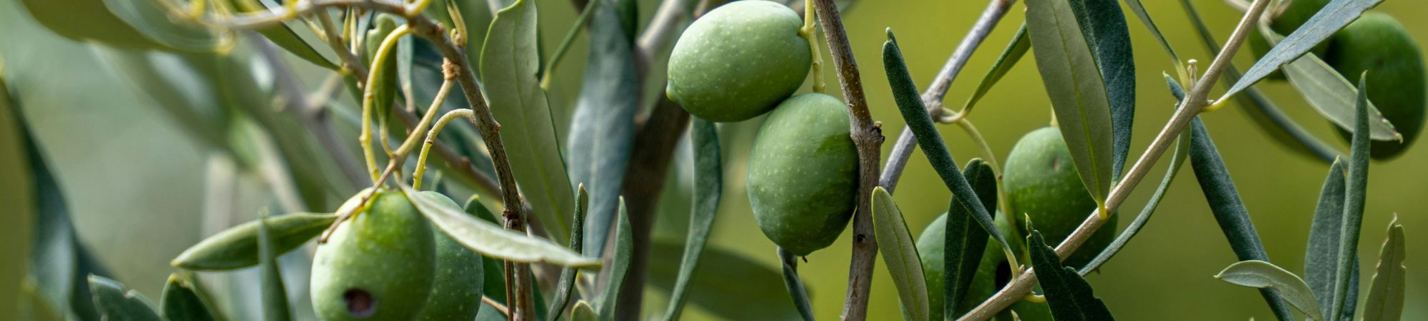 ESC » Olive Christmas Tree